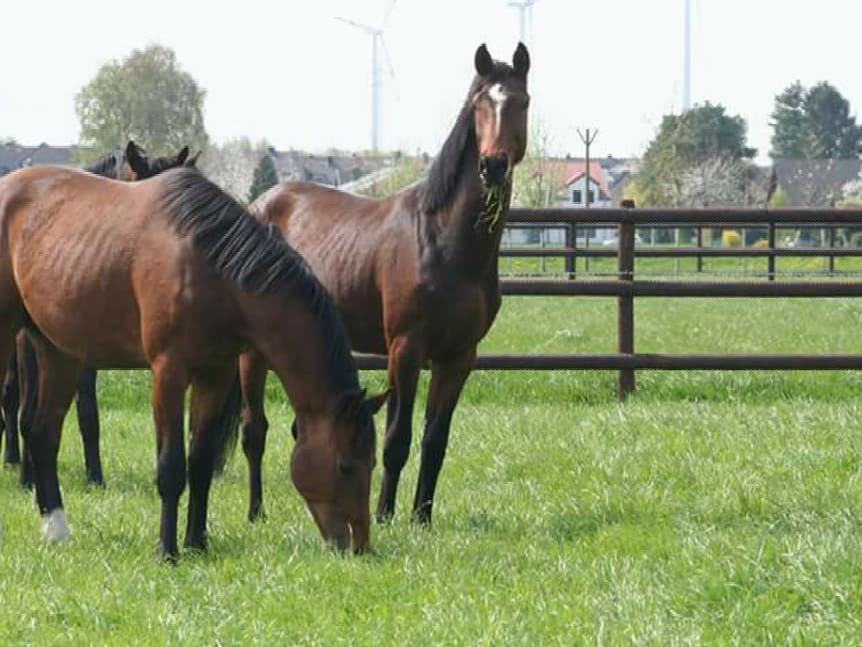 Reitsport